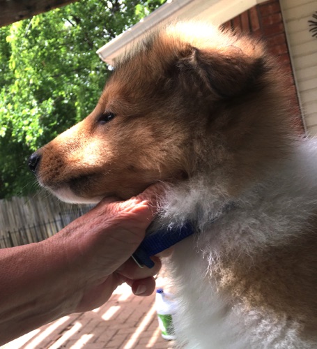 Thunder 8wk Thunder 8wk